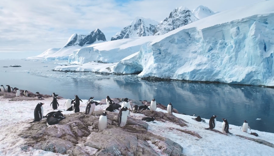 Gentoo penguin colony on the ice in Antarctica